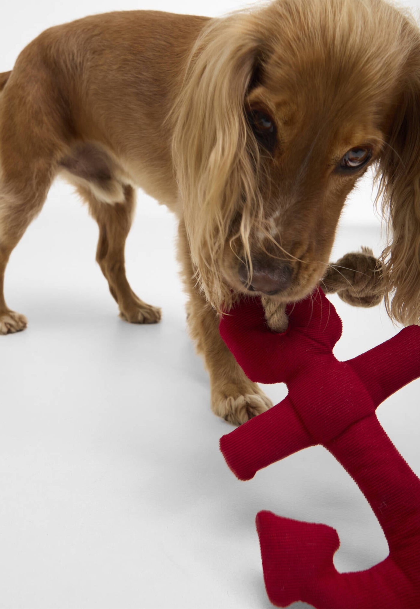 Dog Anchor Toy - Red