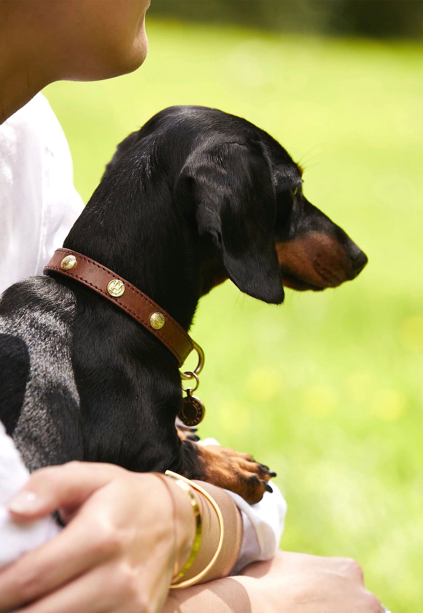 HC Studded Dog Collar - Chestnut sold by Angel Divine