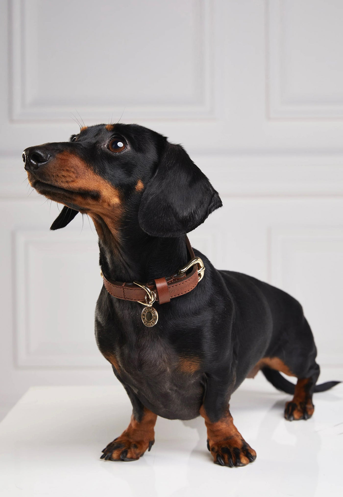 HC Studded Dog Collar - Chestnut sold by Angel Divine