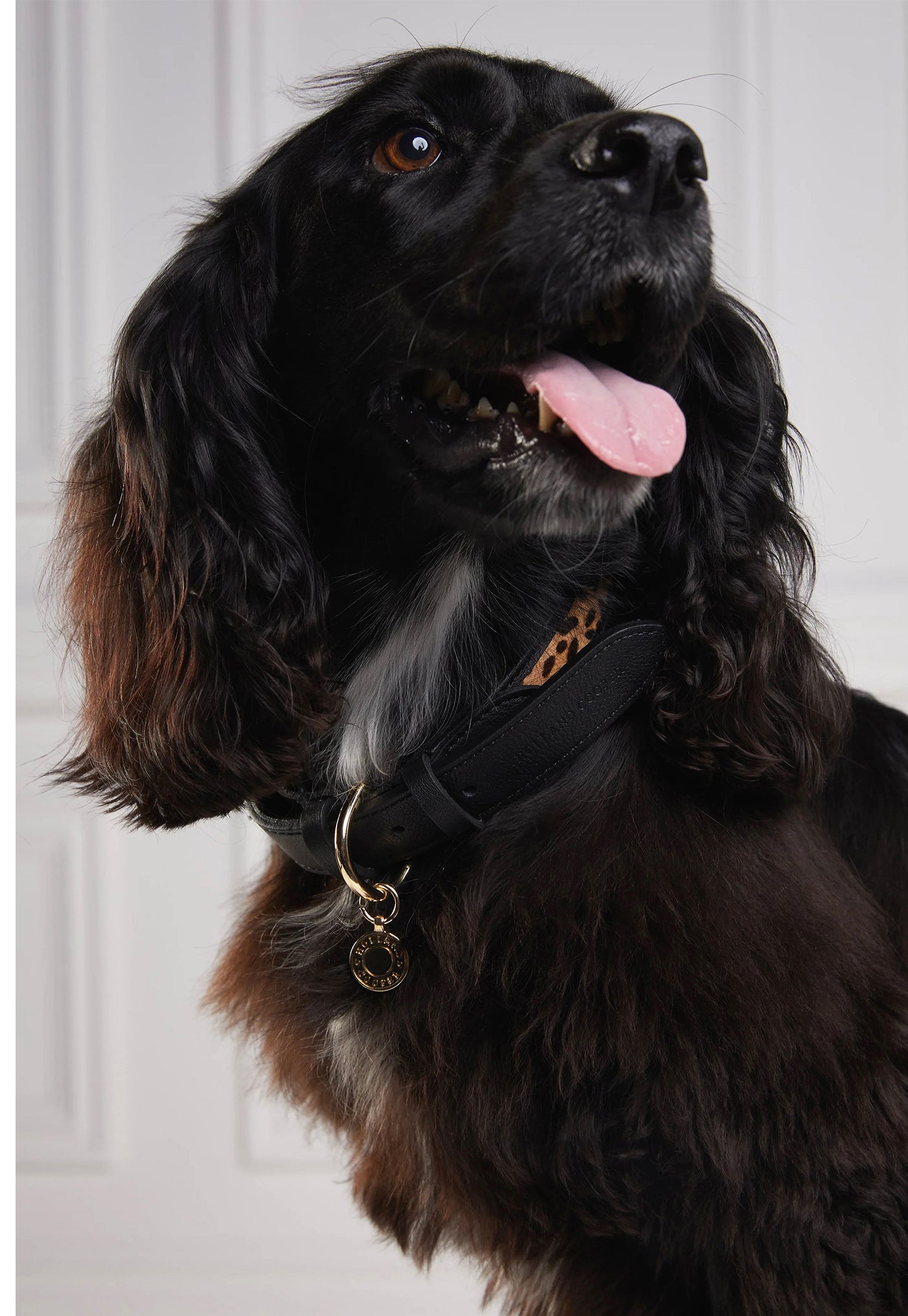 HC Classic Dog Collar - Black & Leopard Pony sold by Angel Divine