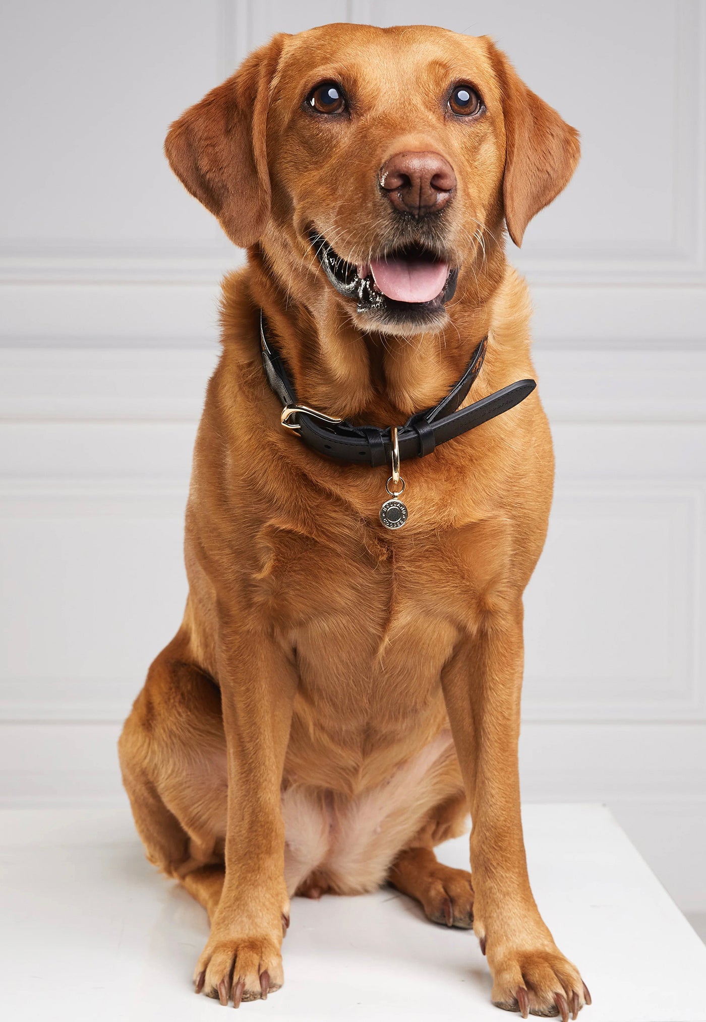 HC Classic Dog Collar - Black & Leopard Pony sold by Angel Divine