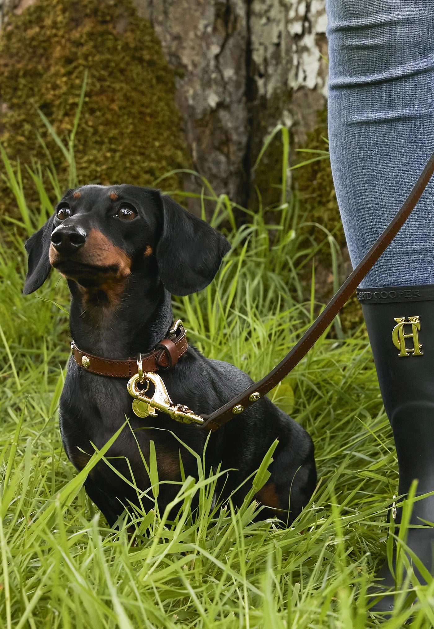 HC Studded Dog Collar - Chestnut sold by Angel Divine