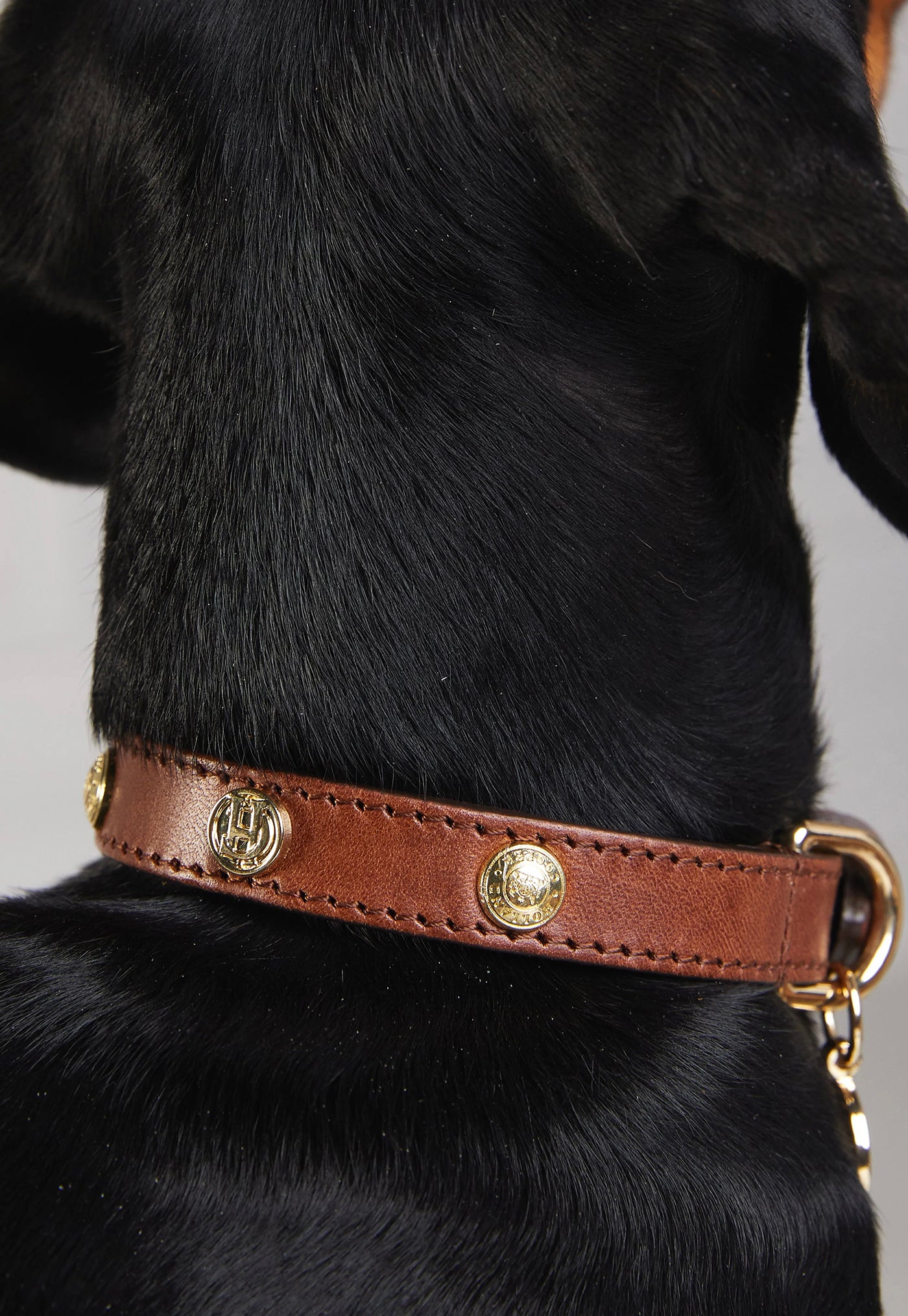HC Studded Dog Collar - Chestnut sold by Angel Divine