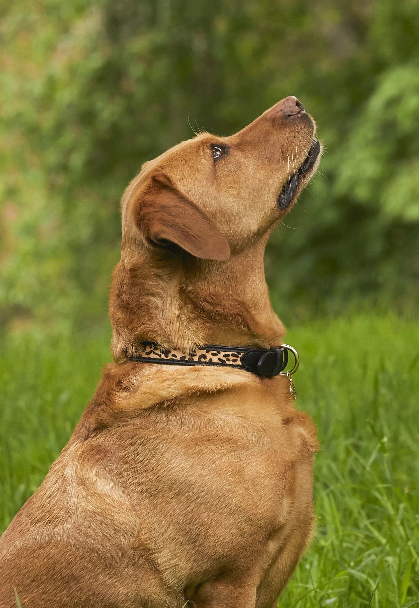 HC Classic Dog Collar - Black & Leopard Pony sold by Angel Divine