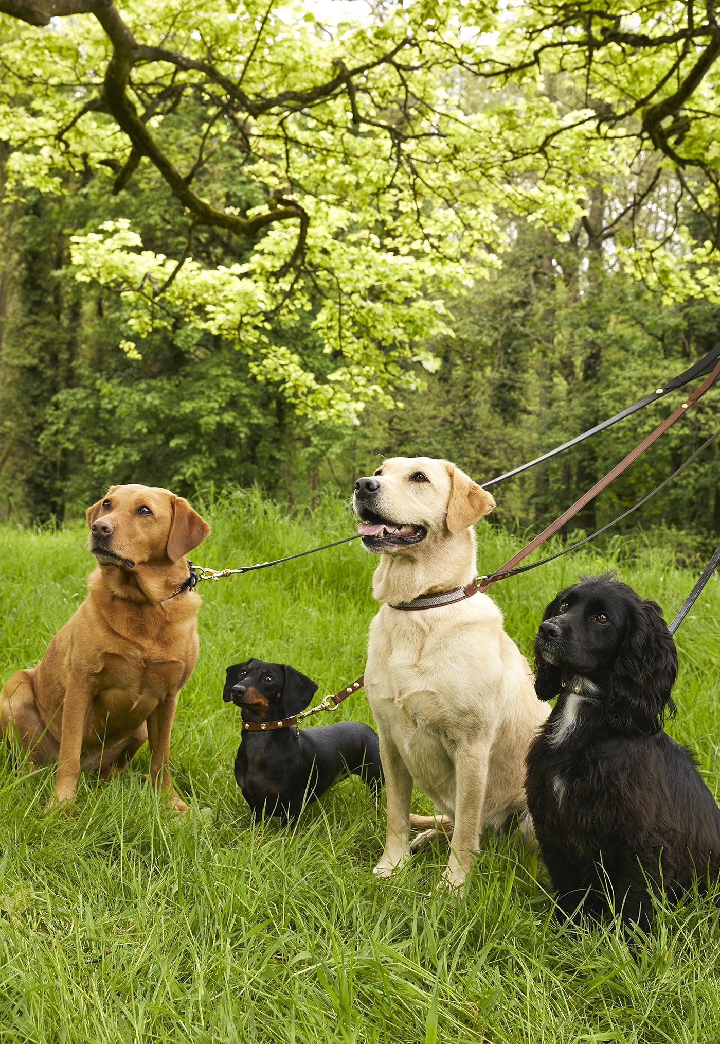 HC Classic Dog Collar - Chestnut & Tweed sold by Angel Divine