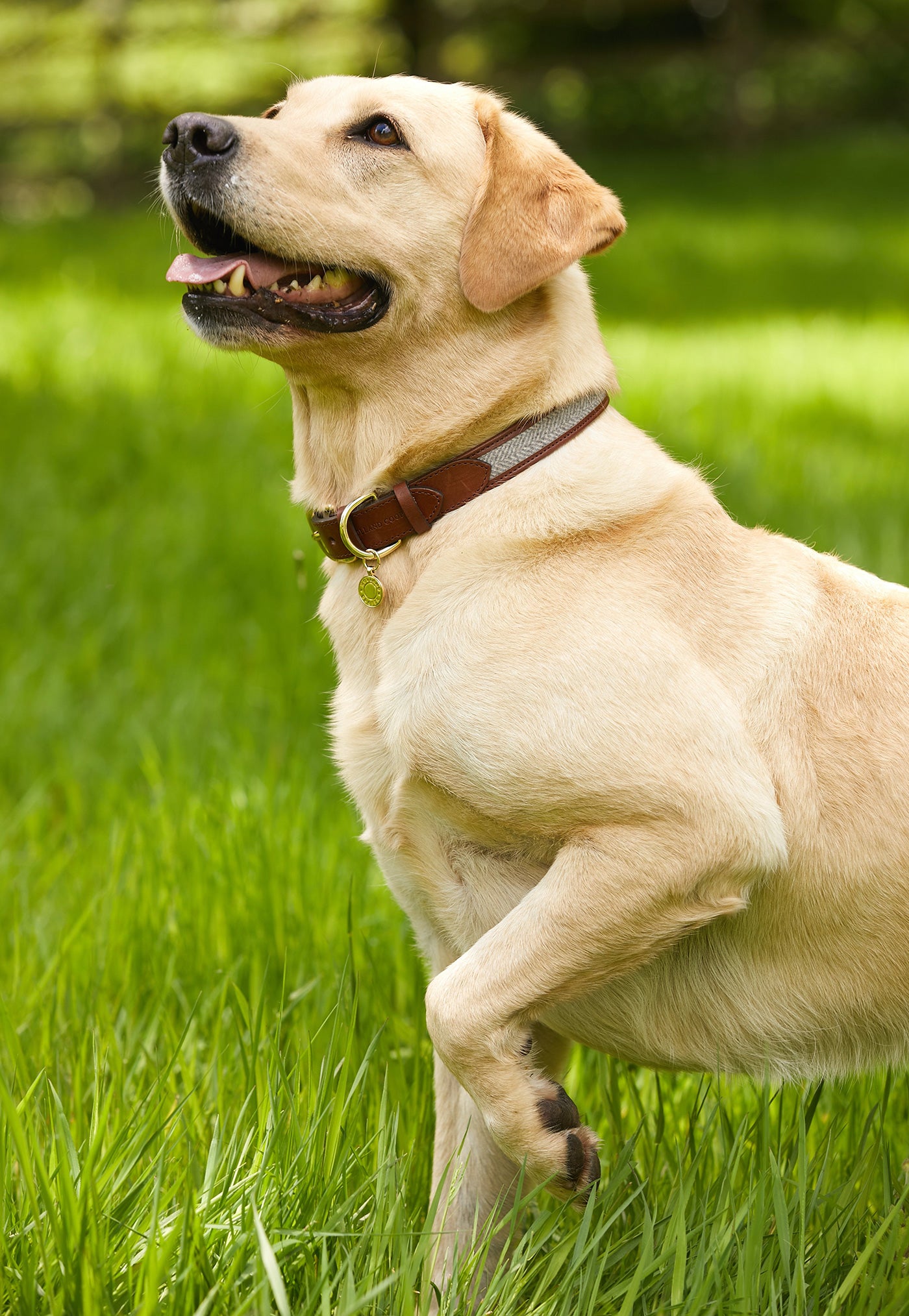 HC Classic Dog Collar - Chestnut & Tweed sold by Angel Divine