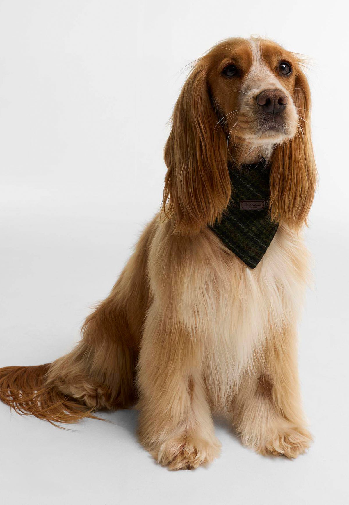 Wilken Dog Bandana - Olive Check