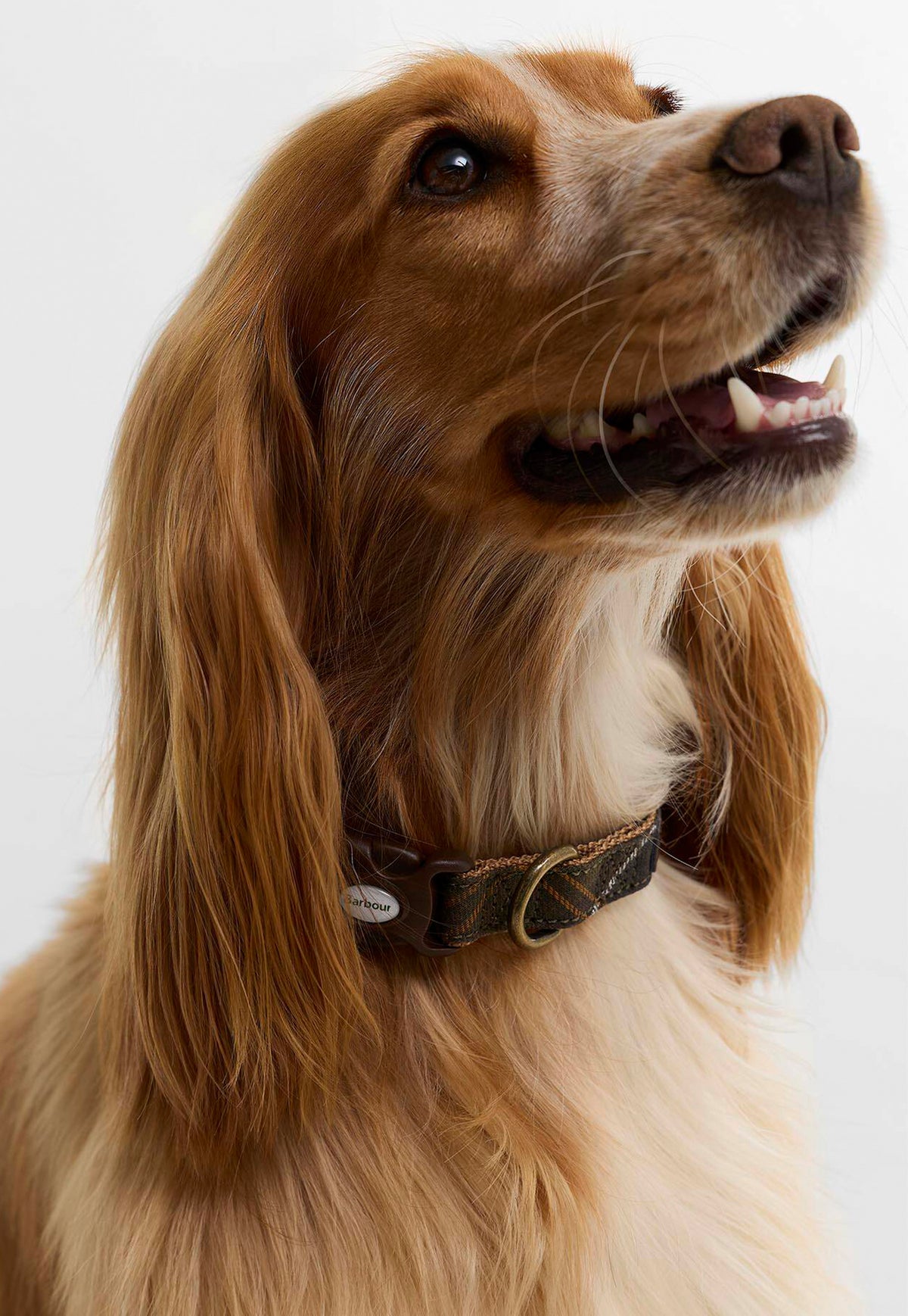 Dog Collar - Tartan Webbing