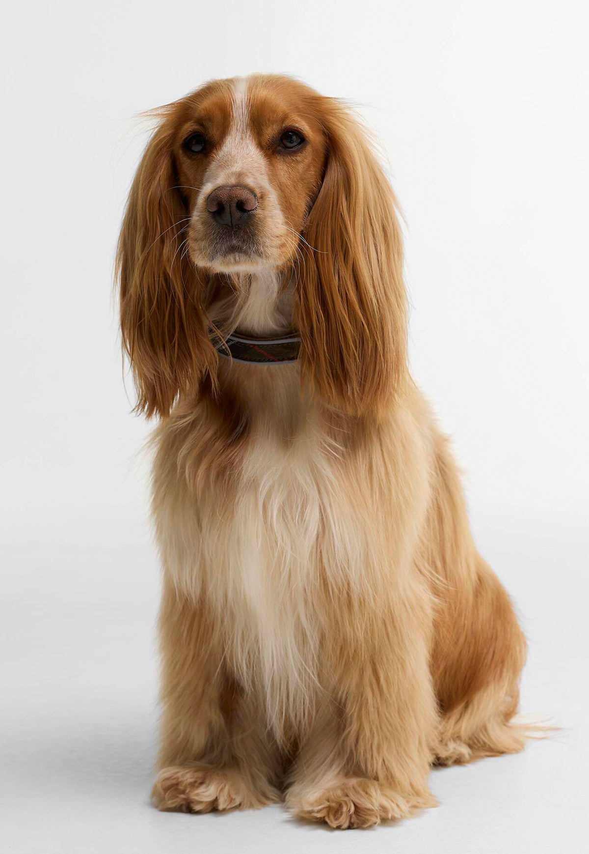 Reflective Dog Collar - Classic Tartan