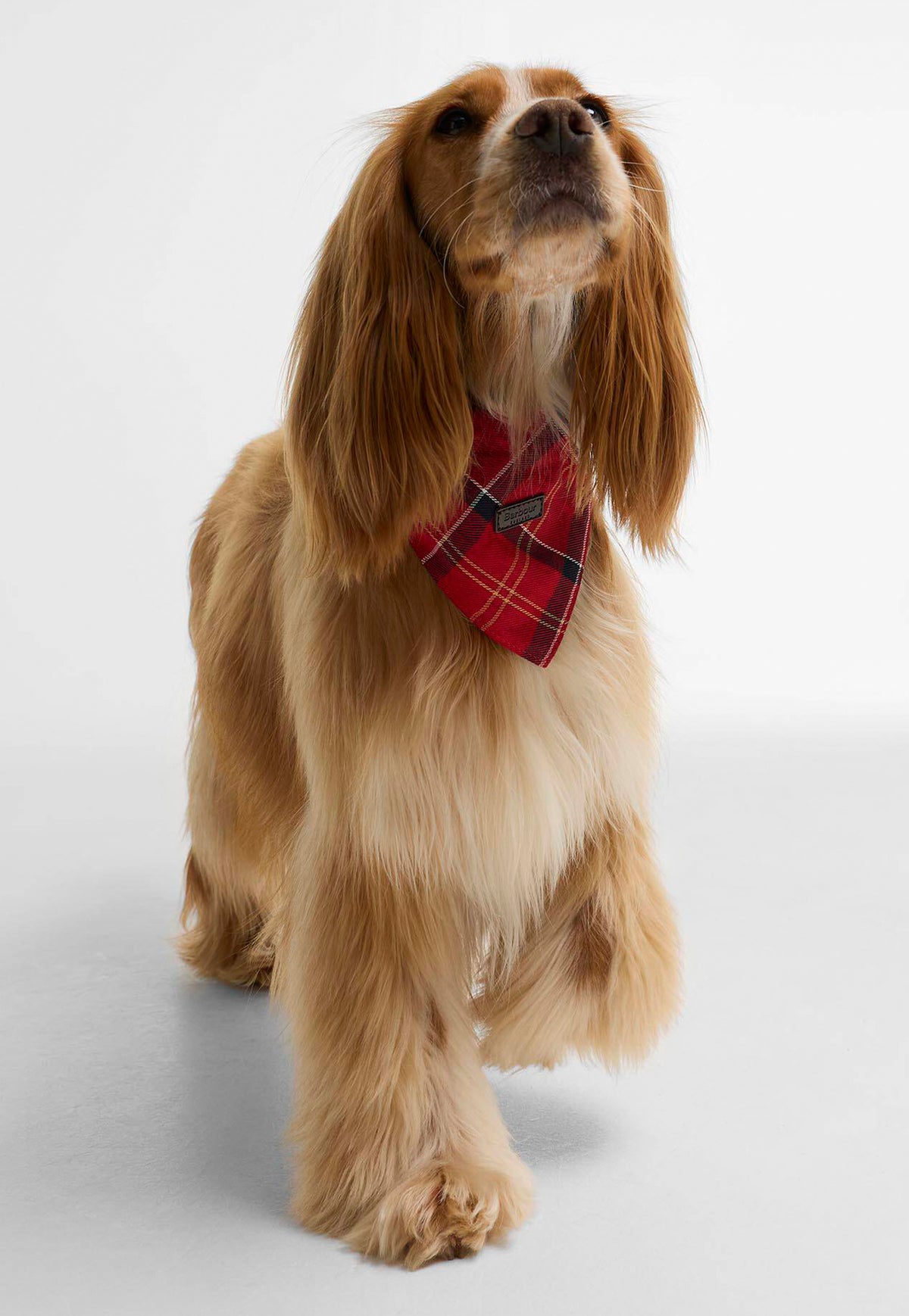 Tartan Dog Bandana - Cardinal Tartan