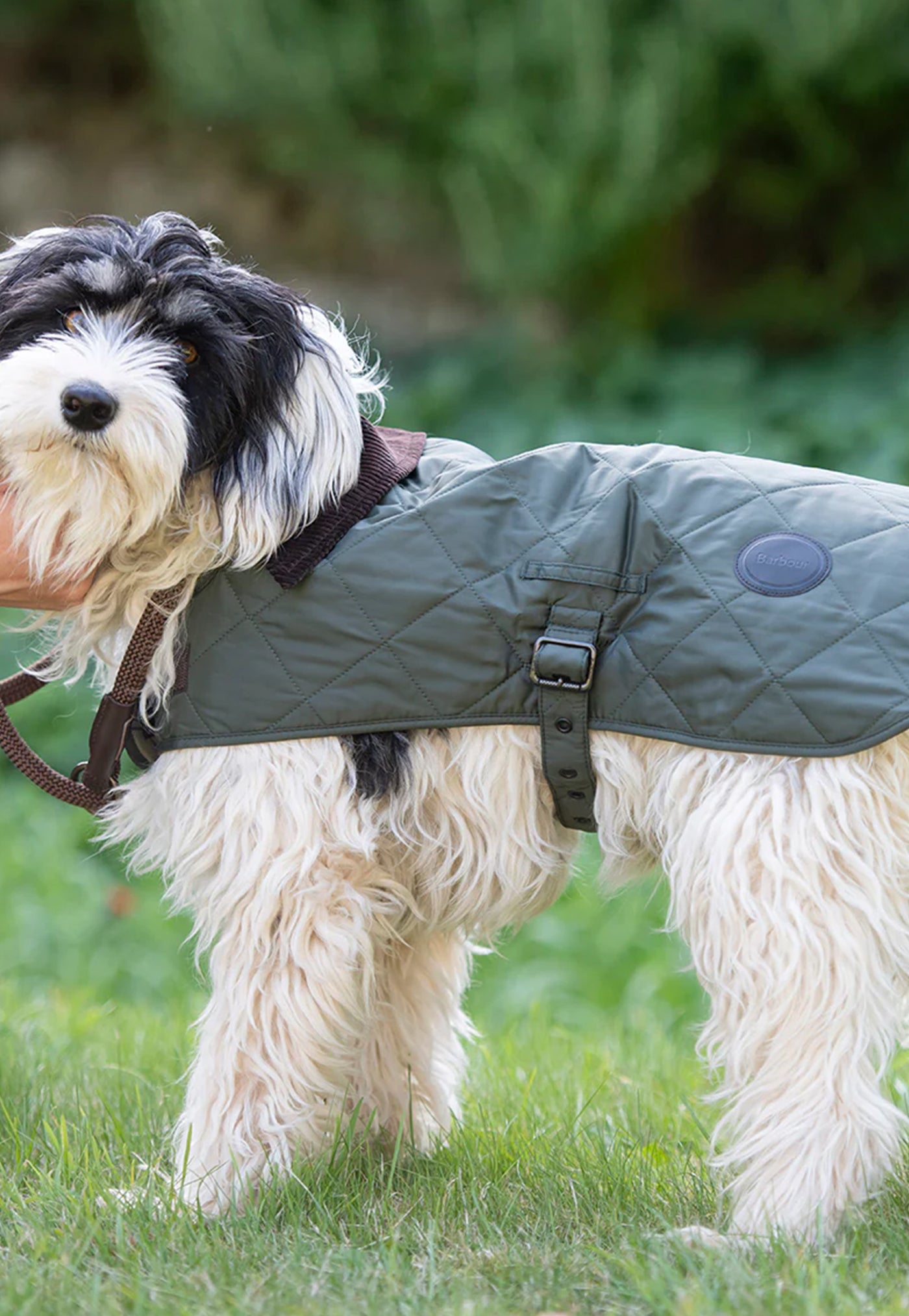Quilted Dog Coat - Olive