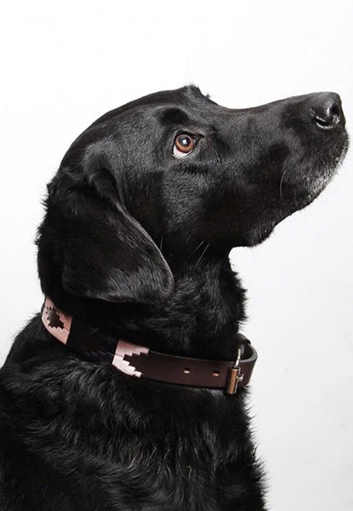 Pampa Dog Collar - Hermoso