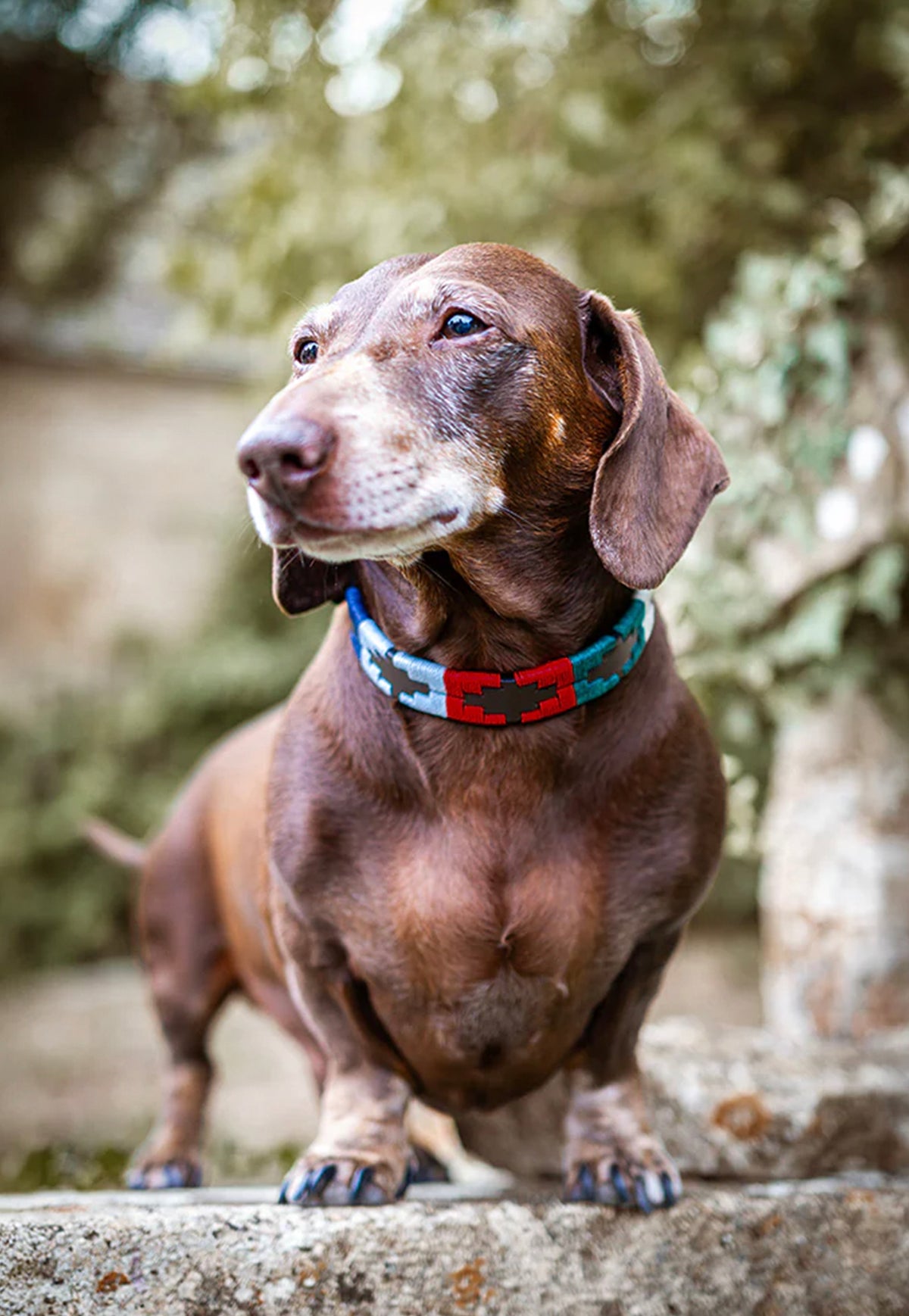 Pampa Dog Collar - Multi