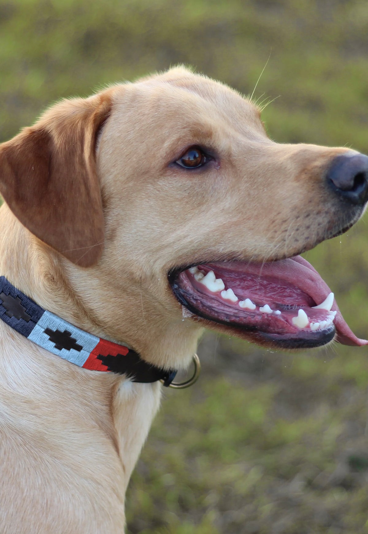 Pampa Dog Collar - Multi