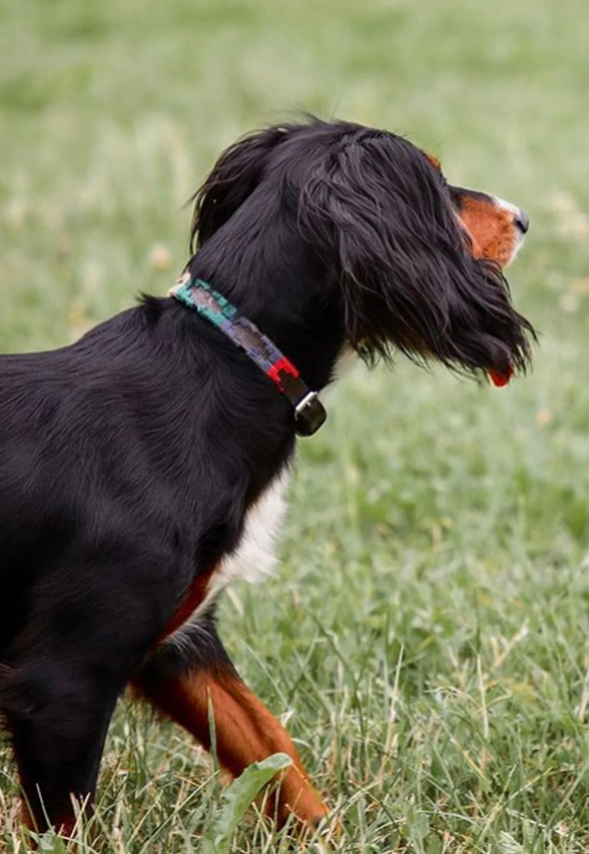 Pampa Dog Collar - Navidad